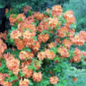 Meet your Posher, Kelley